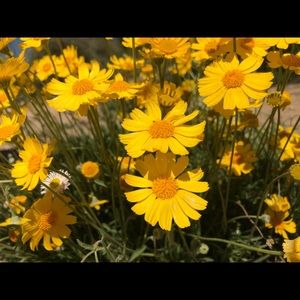 Meet your Posher, Chloe